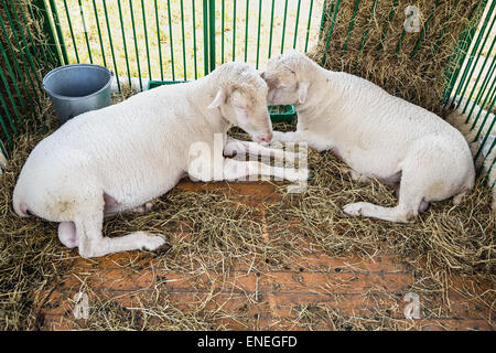 Pecore o capre in cella sulla fattoria. Farmland industry Foto Stock