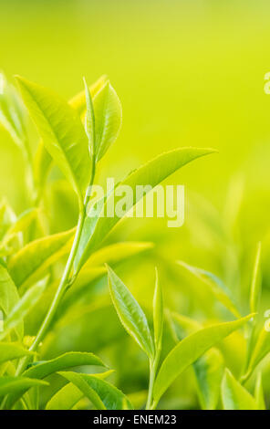 Un primo piano colpo di fresco di foglie di tè verde in una piantagione di tè Foto Stock