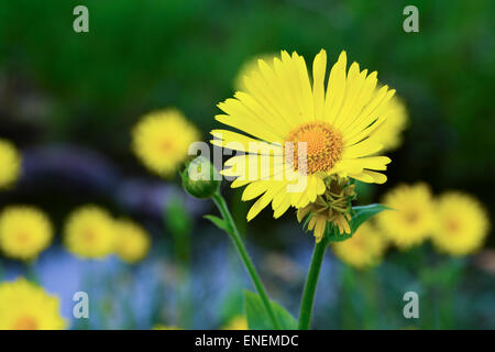 Grande Leopard's Bane (Doronicum pardalianches) Foto Stock