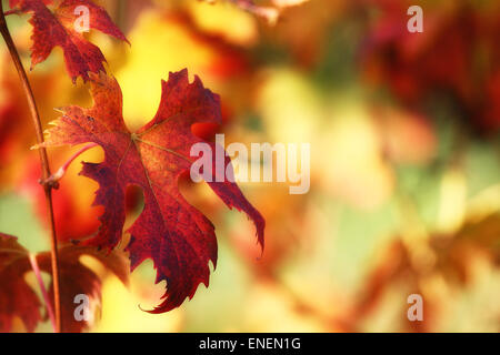 Foglie di autunno Foto Stock