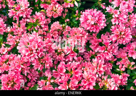 Primo piano di una fioritura di azalea arbusto. Foto Stock