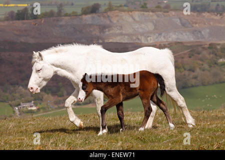 Hergest Ridge, vicino a Kington, Herefordshire UK Maggio, 2015. Pony madre e giovane puledro Godetevi il bel tempo in alto sul 426m - 1,397 piedi di altezza Hergest Ridge che si trova a cavallo del confine tra Inghilterra e Galles ( Herefordshire e Powys ). Pietra di cava a Old Radnor in background. Foto Stock