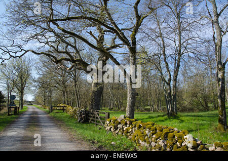 Strada in corrispondenza di un antico paesaggio rurale con vecchi alberi e muschio pareti in pietra all'isola Oland in Svezia Foto Stock
