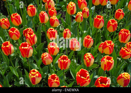 Multicolored shiny tulips in red and yellow in a flower bed Foto Stock