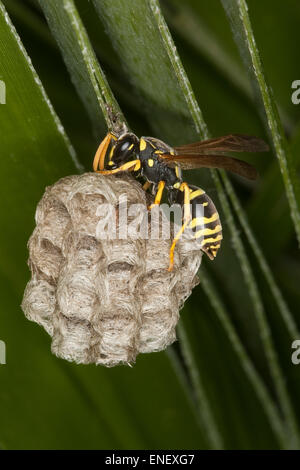 Carta wasp, Feldwespe baut un nido ihrem, Papiernest, Polistes gallicus, Polistes omissa, Polistes foederatus, Sizilien, Italien Foto Stock