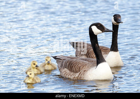 Oche del Canada (Branta canadensis) e goslings nuotare sul fiume giubilare, Berkshire, Regno Unito: Credito Ed Brown/Alamy Live News Foto Stock