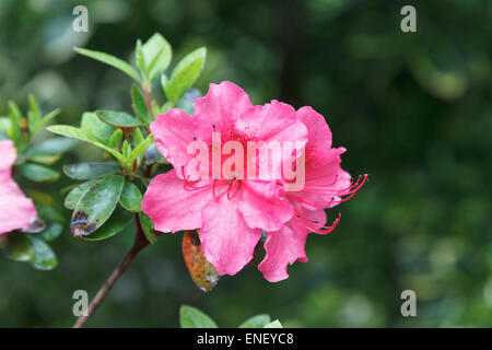 Azalea rossa fiori coperti di gocce di pioggia Foto Stock