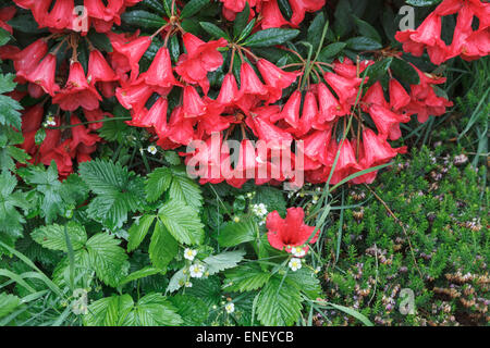 Azalea rossa ricoperta di fiori in raindrop Foto Stock