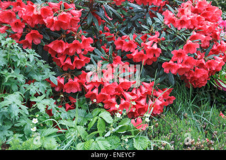 Azalea rossa ricoperta di fiori in raindrop Foto Stock