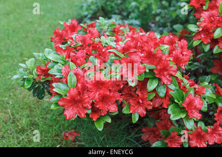 Azalea rossa ricoperta di fiori in raindrop Foto Stock