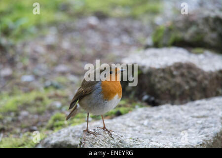 Robin in piedi su una roccia Foto Stock