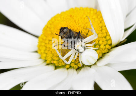 Il ragno granchio - Misumena vatia Foto Stock
