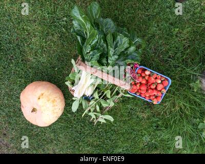 Le zucche raccolte da ripartirsi in autunno Foto Stock