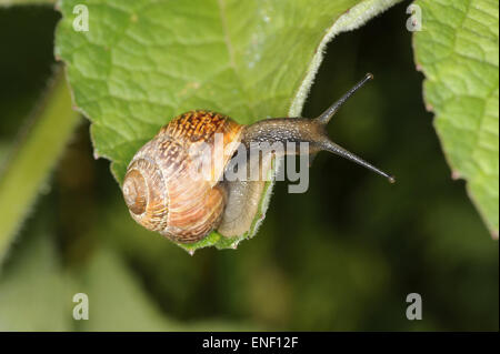 Ceduo Lumaca - Arianta arbustorum Foto Stock