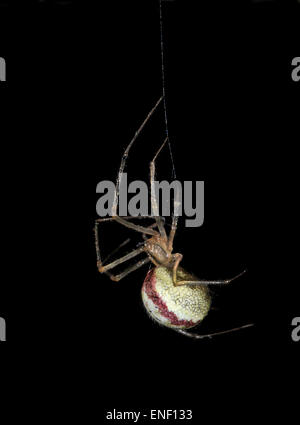 Pettine-footed Spider - Enoplognatha ovata Foto Stock