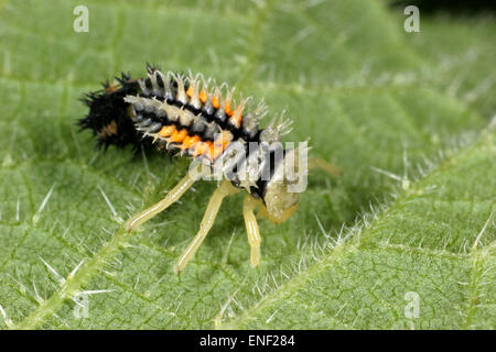 Arlecchino Coccinella - Harmonia axyridis larva Foto Stock