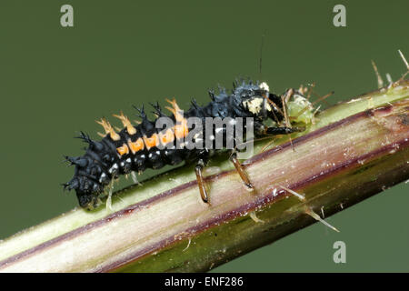 Arlecchino Coccinella - Harmonia axyridis - larva di mangiare afidi Foto Stock