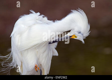 Nevoso Egretta garzetta thuja preening Fort Myers Beach costa del Golfo della Florida USA Foto Stock