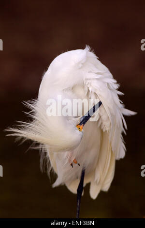 Nevoso Egretta garzetta thuja preening Fort Myers Beach costa del Golfo della Florida USA Foto Stock