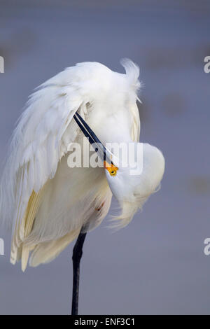 Nevoso Egretta garzetta thuja preening Fort Myers Beach costa del Golfo della Florida USA Foto Stock