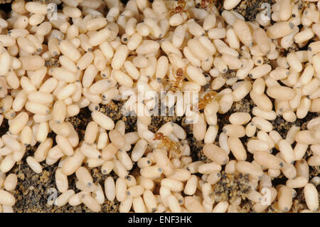 Red Ant - Myrmica rubra Foto Stock