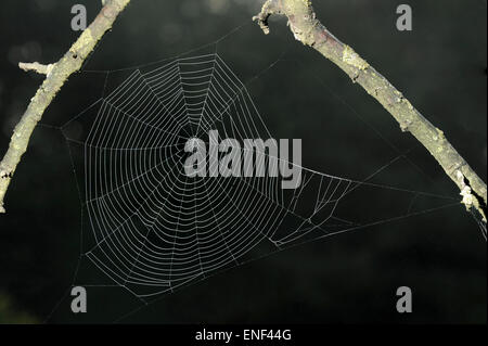 Giardino Spider Web - Araneus diadematus Foto Stock
