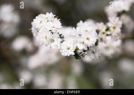 Prunus spinosa 'Plena'. Prugnolo fiori in primavera. Foto Stock