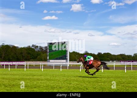 Corse di cavalli a Kempton Park Foto Stock