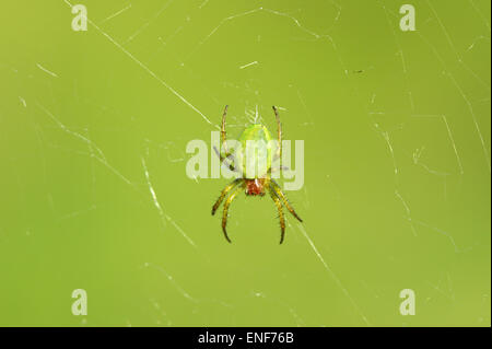 Cucumber green Orb spider - Araniella curcurbitina Foto Stock