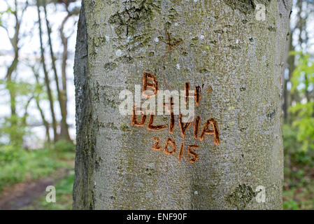 Iniziali del nome e data scolpita nella corteccia di un albero in un bosco vicino a Dalmeny, nei pressi di Edimburgo, Scozia, Regno Unito. Foto Stock