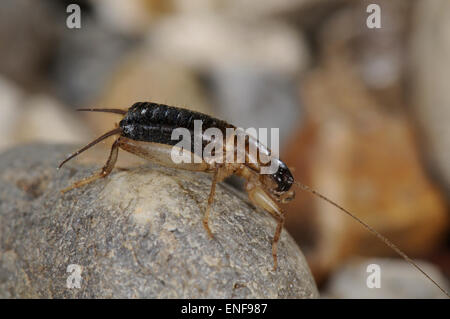 Squamosa Cricket - Pseudomogoplistes vincentae Foto Stock