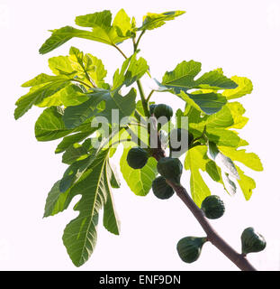 Fichi verdi sulla maturazione di un albero di fico su sfondo bianco Foto Stock