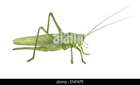 Grande macchia verde-cricket - Tettigonia viridissima Foto Stock