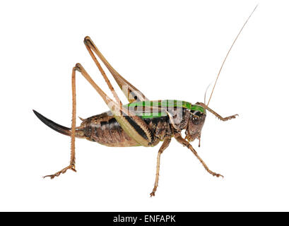 Bog Bush-cricket - Metrioptera brachyptera Foto Stock