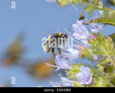 Buff-tailed Bumblebee - Bombus terrestris Foto Stock