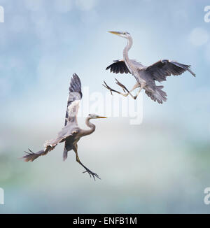 Due grandi aironi blu in volo Foto Stock