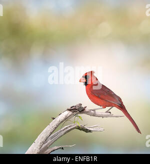 Maschio Cardinale settentrionale (Cardinalis cardinalis) Foto Stock