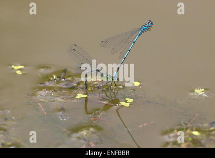 Azure Damselfly - Coenagrion puella - uovo che posa coppia Foto Stock