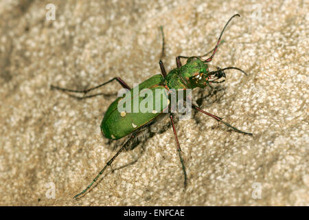 Verde Scarabeo Tigre - Cicindela campestris Foto Stock