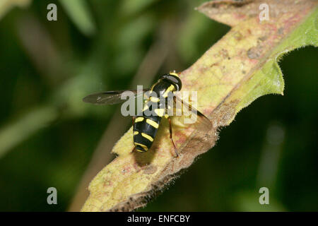 Xanthogramma pedissequum Foto Stock