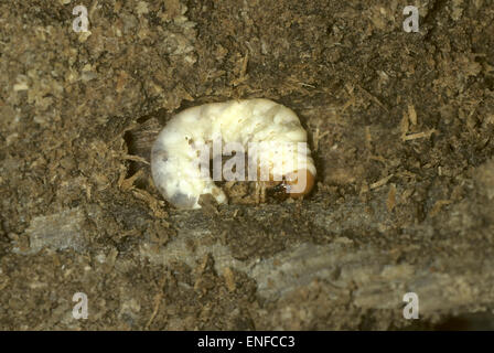 Minor Stag Beetle - Dorcus parallelipedus - Larva Foto Stock