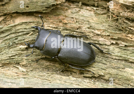 Minor Stag Beetle - Dorcus parallelipedus Foto Stock