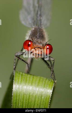 Red-eyed Damselfly - Erythromma najas Foto Stock
