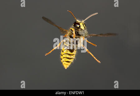 Wasp Sassone - Dolichovespula saxonica Foto Stock