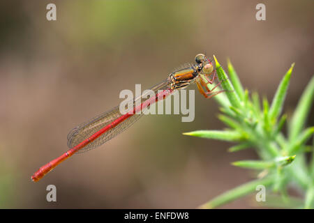 Piccolo rosso Damselfly - Ceriagrion tenellum Foto Stock