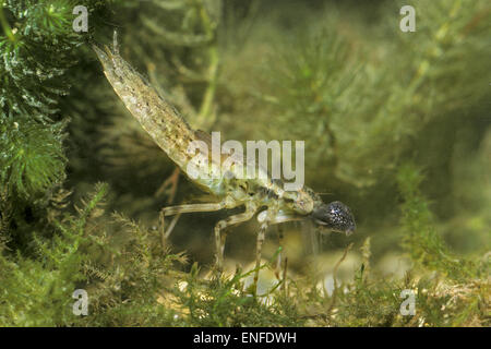 Southern Hawker - Aeshna cyanea - larva di mangiare tadpole Foto Stock