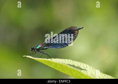 Belle Demoiselle - Calopteryx virgo - maschio Foto Stock