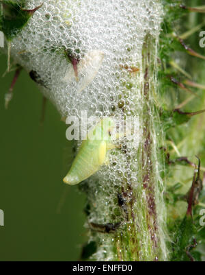 Comune larva Froghopper - Philaenus spumarius Foto Stock