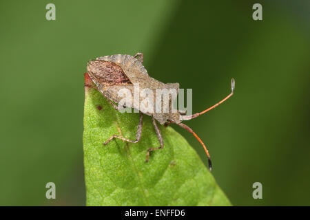 Dock - Bug Coreus marginatus Foto Stock