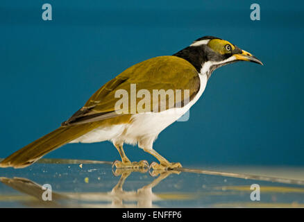 Giovani blu-di fronte honeyeater, Entomyzon cyanotis, sul tavolo al cafe esterno e contro lo sfondo blu Foto Stock